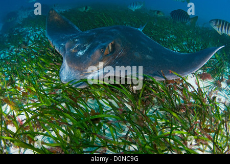 Le sud de l'Eagle Ray Banque D'Images