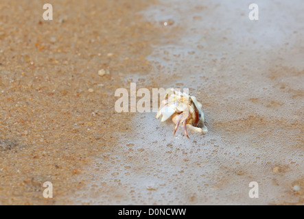 Le crabe dans un coquillage sur la plage mer Banque D'Images