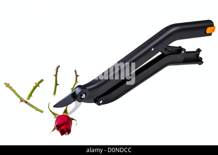Secateur de jardin et rose isolé sur fond blanc Banque D'Images