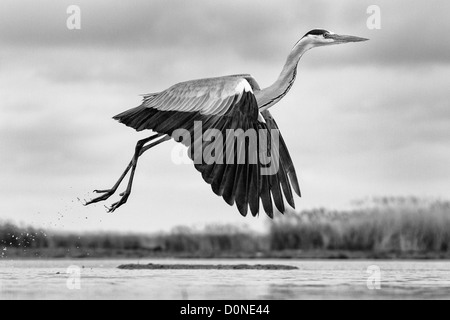 Image en noir et blanc d'un héron gris volant bas-côté sur plus d'un lac Banque D'Images