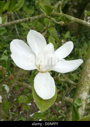 Magnolia x loebneri 'Merrill' en fleur au printemps, UK Banque D'Images