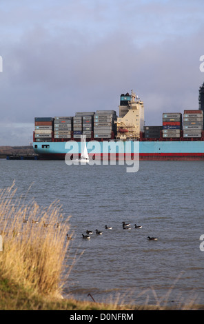 Un porte-conteneurs dans le port de Felixstowe, Suffolk, le plus grand port à conteneurs. Location et les oiseaux de mer à l'avant-plan Banque D'Images