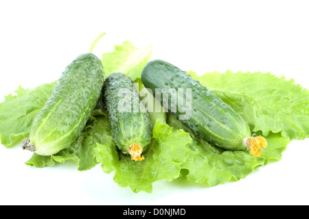 Salade de concombres vert sur les feuilles isolées Banque D'Images