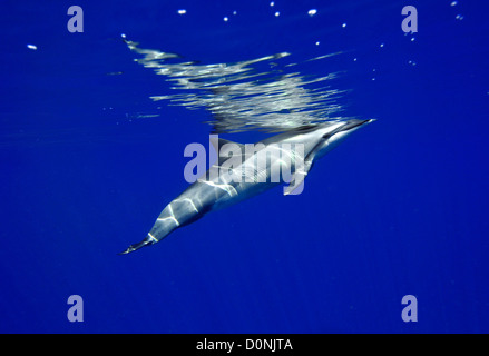 Spinner dolphin, Stenella longirostris, Kailua-Kona, Hawaii, North Pacific Banque D'Images