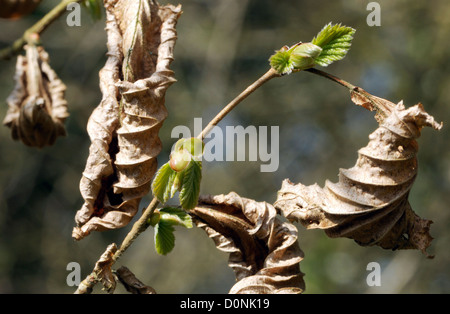 Charme (Carpinus betulus) ouverture des bourgeons des feuilles de l'année dernière alors que les feuilles mortes sont encore sur l'arbre. Bedgebury Forêt, Kent, UK. Banque D'Images