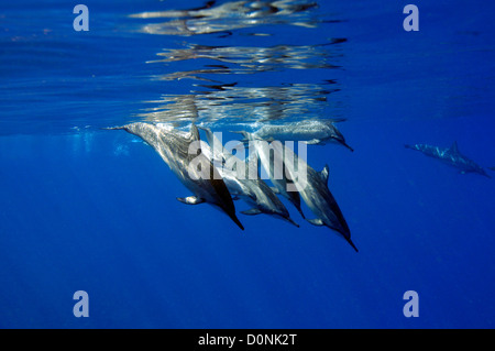 Pod, dauphin à long bec Stenella longirostris, Kailua-Kona, Hawaii, North Pacific Banque D'Images