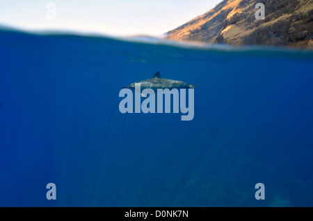 Spinner dolphin, Stenella longirostris, Kailua-Kona, Hawaii, North Pacific Banque D'Images