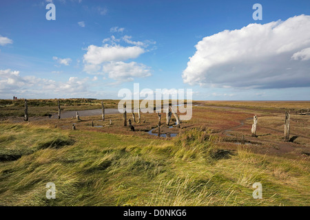 North Norfolk Thornham marais avec arbres morts Banque D'Images