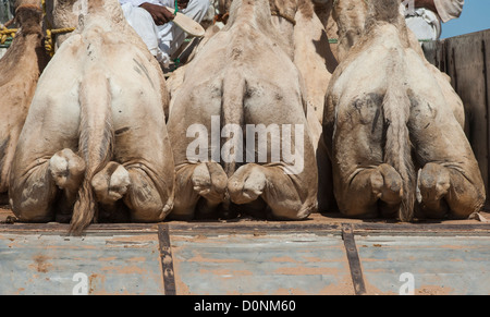 L'arrière de trois chameaux dromadaire chargé sur un camion à un marché de l'Afrique traditionnelle Banque D'Images