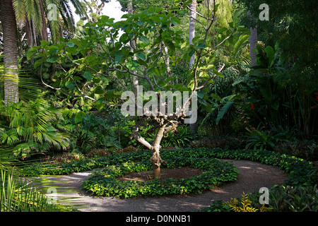 Roxburgh Fig, Figuier à oreilles d'éléphant, Eve's Apron, Indien, Géant Fig Ficus auriculata, Moraceae. L'Asie tropicale, au sud de la Chine. Banque D'Images