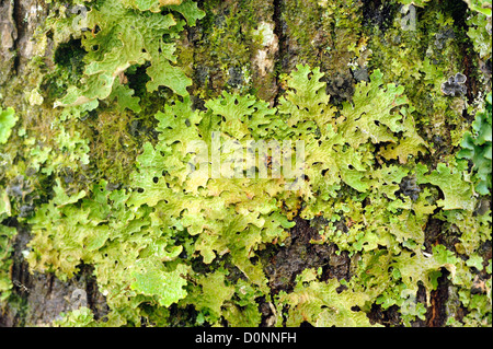 Un grand arbre connu sous le nom de lichens épiphytes, herbe de lung lichen, mousse, lichen pulmonaire, herbe de chêne, poumons (Lobaria pulmonaria) Banque D'Images