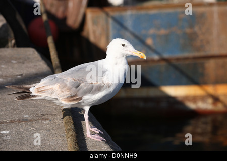 Seagull sur quayside Banque D'Images