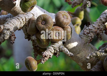 Roxburgh Fig, Figuier à oreilles d'éléphant, Eve's Apron, Indien, Géant Fig Ficus auriculata, Moraceae. L'Asie tropicale, au sud de la Chine. Banque D'Images