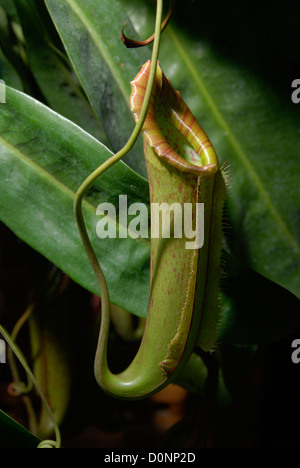 Une plante carnivore plante tropicale avec des feuilles pliées en forme de tube qui ressemblent à un pichet Banque D'Images