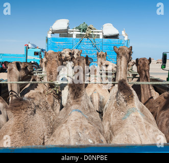Le dromadaire chameaux agenouillés dans l'arrière d'un camion chargé à un marché africain Banque D'Images