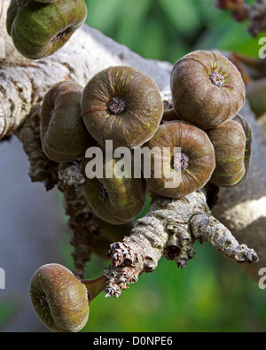 Roxburgh Fig, Figuier à oreilles d'éléphant, Eve's Apron, Indien, Géant Fig Ficus auriculata, Moraceae. L'Asie tropicale, au sud de la Chine. Banque D'Images