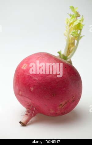 Une racine de radis rouges mûres avec green sprout sur le fond blanc Banque D'Images