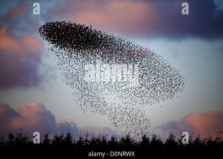 Sansonnet Sturnus vulgaris roost à davidstow aérodrome désaffecté à Cornwall Banque D'Images