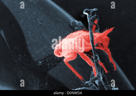 Cette faible grossissement 48x l'analyse des électrons Microphotographie (SEM) a révélé la présence de petits insectes non identifiés sur l'exosquelette Banque D'Images