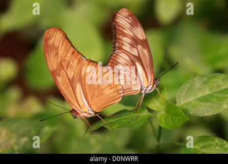 Papillon Flambeau aka Julia Butterfly ou Julia Heliconian, Dryas Julia, l'Amérique du Sud et centrale Banque D'Images