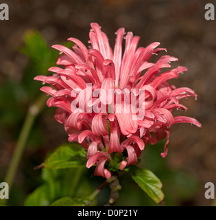 Fleur de Justicia carnea Banque D'Images