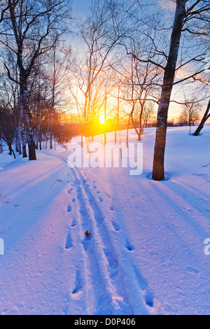 Coucher du soleil lumineux dans la forêt d'hiver Banque D'Images