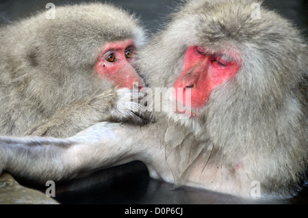 Le macaque japonais, Macaca fuscata, dans le comportement de toilettage social à l'intérieur de la source thermale naturelle, Jigokudani Monkey Park, Japon Banque D'Images