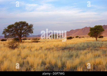 Paysage désertique avec les herbes et les arbres d'Acacia africains en fin d'après-midi, lumière, Namibie, Afrique du Sud Banque D'Images