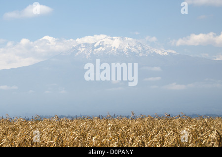 MONT KILIMANDJARO, Tanzanie — le sommet (sommet de Kibo) du Mont Kilimandjaro vu de la distance ci-dessous, avec sa neige et partiellement couvert de nuages. Au premier plan se trouve un champ de maïs. Banque D'Images