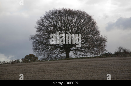 Ciel gris couvert de petites dépourvue d'arbre de chêne dans la zone Sutton, Suffolk, Angleterre Banque D'Images