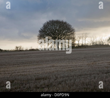 Ciel gris couvert de petites dépourvue d'arbre de chêne dans la zone Sutton, Suffolk, Angleterre Banque D'Images