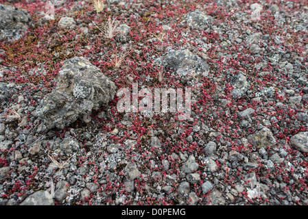 MONT KILIMANDJARO, Tanzanie — de minuscules fleurs rouges de Rose Crown parmi les petits cailloux de la pierre ignée de l'ancien volcan Mt Kilimandjaro. Banque D'Images