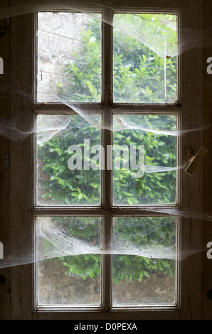 Vieille fenêtre avec d'araignée et le jardin arrière Banque D'Images
