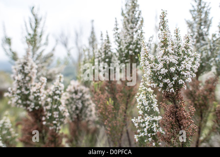 MONT KILIMANDJARO, Tanzanie — broussailles courtes avec des fleurs dans la transition de la zone forestière à la zone de landes sur le Mont Kilimandjaro, la plus haute montagne d'Afrique. Banque D'Images