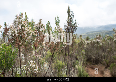 MONT KILIMANDJARO, Tanzanie — broussailles courtes avec des fleurs dans la transition de la zone forestière à la zone de landes sur le Mont Kilimandjaro. Banque D'Images