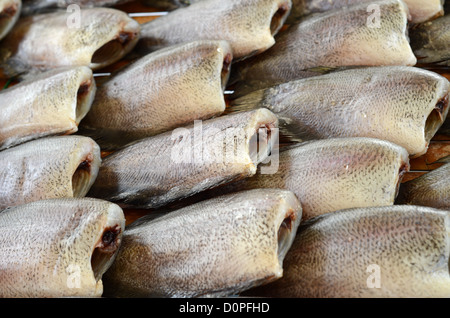 Gourami de la peau séchée (Trichogaster pectoralis) au marché de la Thaïlande Banque D'Images