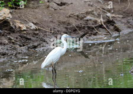 Belle petite aigrette à poisson en mer Banque D'Images