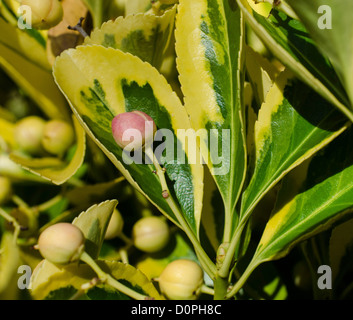 Graines d'EUONYMUS fortunei 'Emerald Gold' Banque D'Images