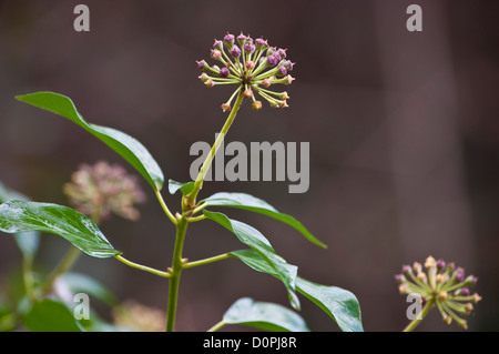 Graines de fleurs le Lierre Hedera helix Banque D'Images