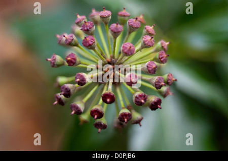 Graines de fleurs le Lierre Hedera helix Banque D'Images