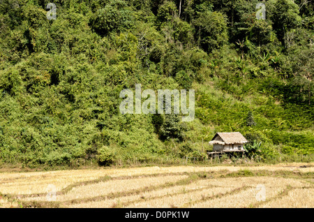 Laos - LUANG NAMTHA, une cabane en bambou que les serveurs d'abri pour les producteurs de riz humide car ils sont souvent les champs et les récoltes dans la province de Luang Namtha dans le nord du Laos. Banque D'Images