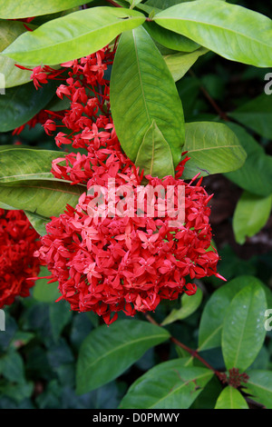 Géranium Jungle aka Flamme de la forêt ou jungle Flame, Ixora coccinea, des Rubiacées. L'Asie. Banque D'Images