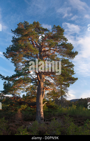Un arbre de pin Calédonien dans le Rothiemurchus forest, Parc National de Cairngorms, en Écosse, Royaume-Uni Banque D'Images