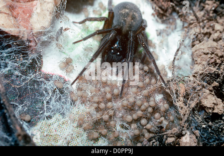 La dentelle noire weaver spider (Amaurobius ferox : Amaurobiidae) femelle garde ses deux semaines couvée de bébés dans une serre, UK Banque D'Images