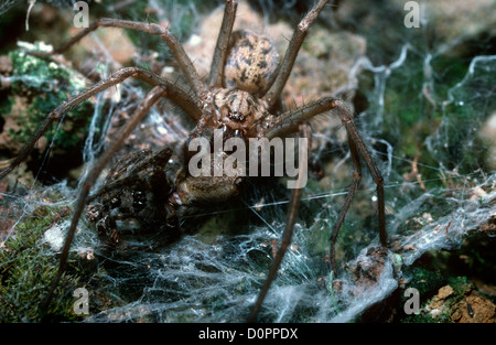 Cobweb spider (Tegenaria duellica : Agelenidae) mâle juvénile se nourrissant sur le cadavre d'un autre Tegenaria, UK Banque D'Images