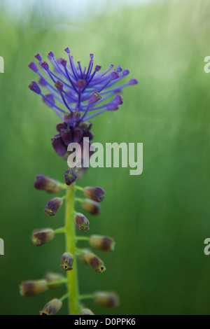 La jacinthe d'un gland (muscari) comosu dans la Valnerina nr Campi, parc national Monti Sibillini, Ombrie, Italie Banque D'Images