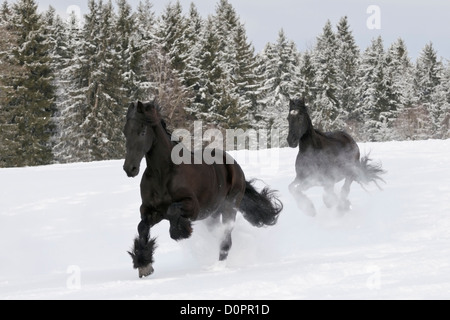 Deux chevaux frisons galopant dans la neige profonde Banque D'Images