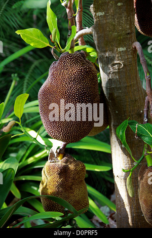 Jacquier Artocarpus heterophyllus,, Moraceae, en Inde et en Malaisie. Banque D'Images