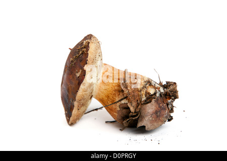 Champignons Boletus isolated on white Banque D'Images