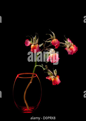Dead roses dans vase isolé sur fond noir Banque D'Images